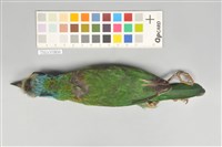 五色鳥藏品圖，第3張